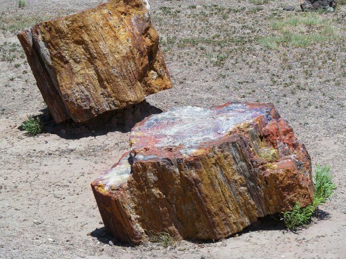Petrified Wood Value How Much Is Petrified Wood Worth? Answered First Quarter Finance
