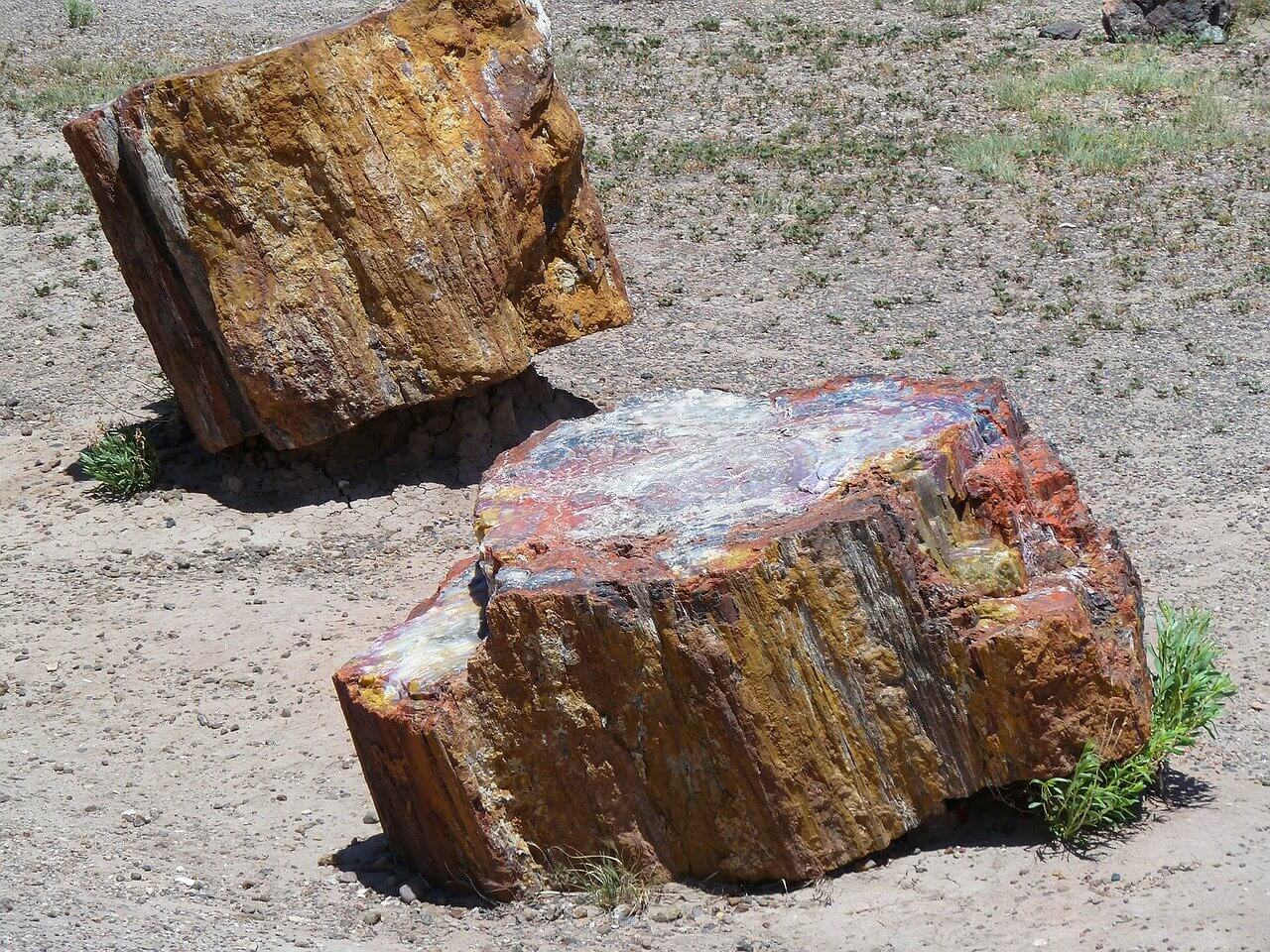Two large pieces of petrified wood on public land