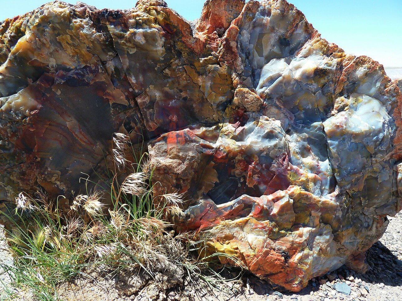 Petrified wood with shades of blue, orange, red, yellow, and brown