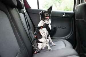 Dog buckled into a pet-friendly rental car with a harness