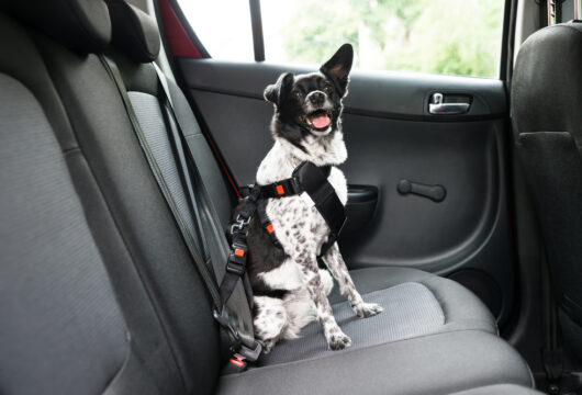 Dog buckled into a pet-friendly rental car with a harness