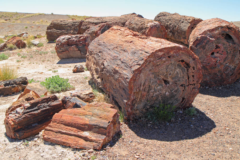 Large pieces of petrified wood