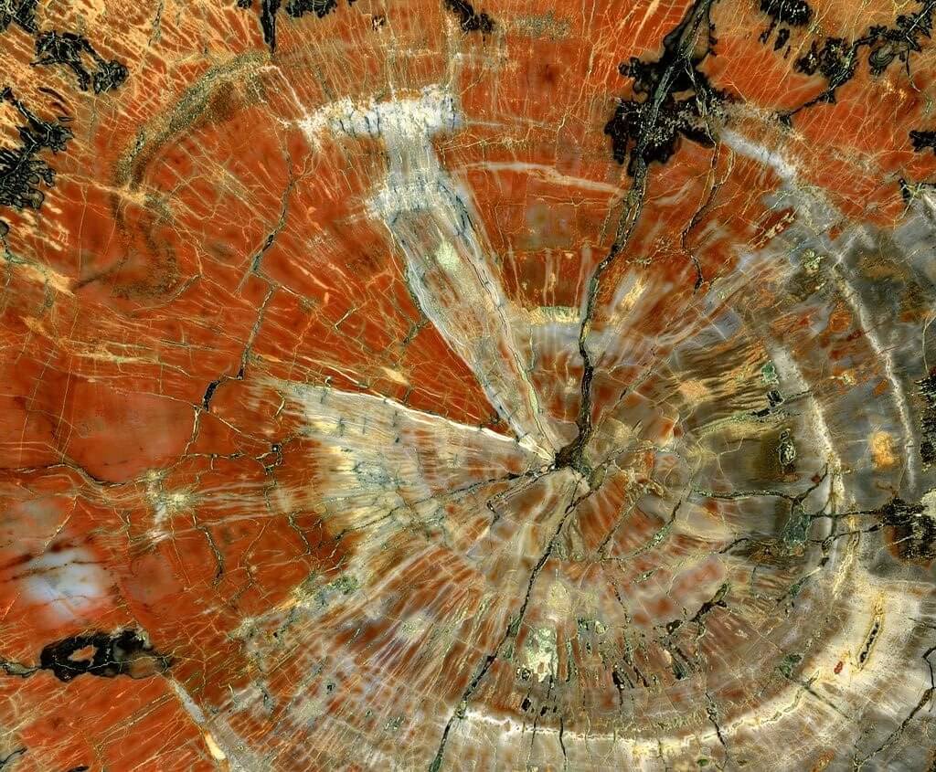 Example of a polished slice of petrified wood