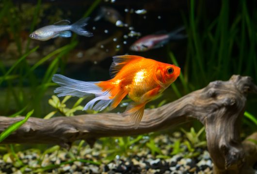 Pet fish in a small aquarium tank