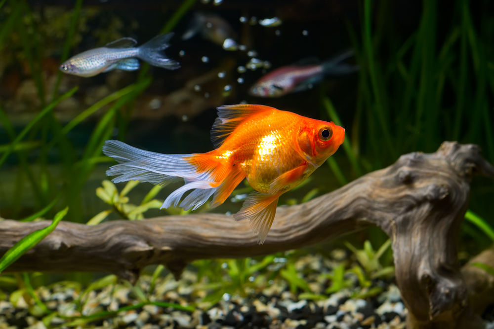 Pet fish in a small aquarium tank