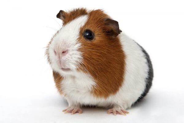 will-petsmart-take-my-guinea-pig-how-to-get-rid-of-guinea-pigs
